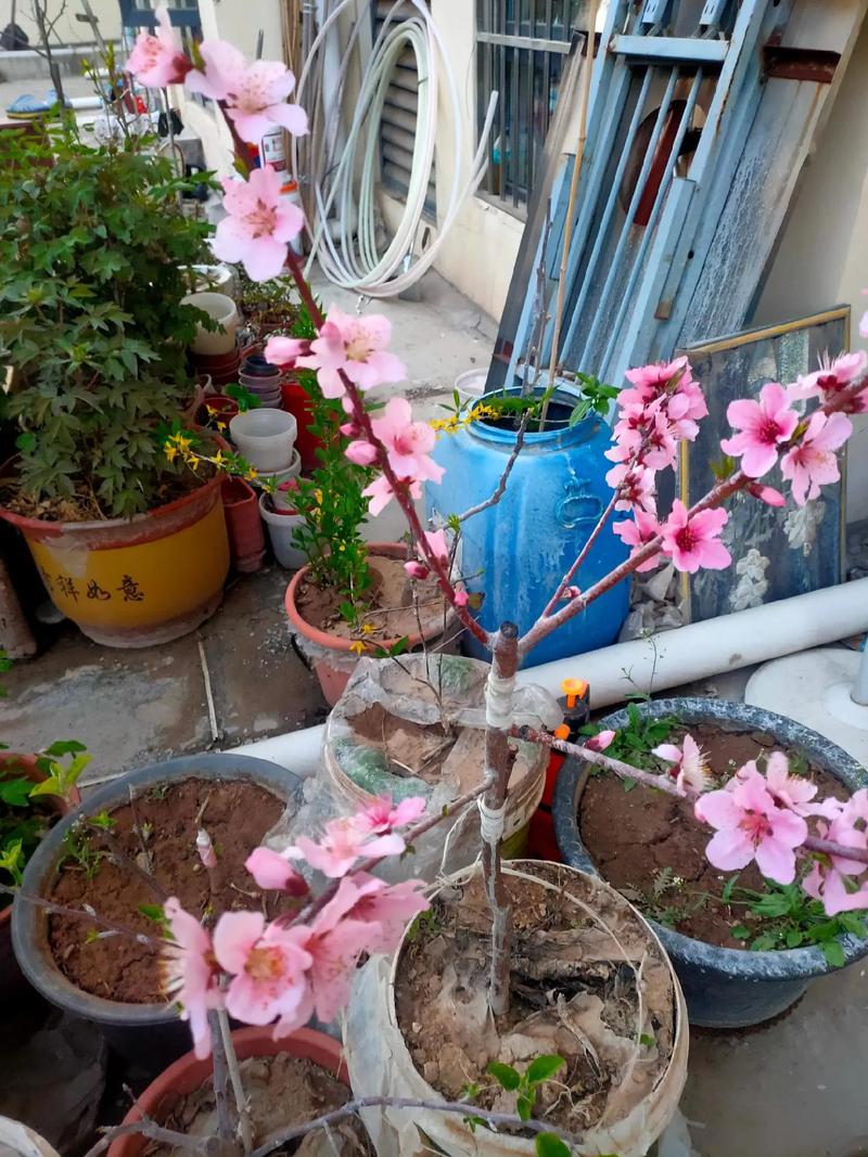 桃花养在家好不好，盆栽桃花怎么养？桃花盆栽如何养？-第1张图片-优品飞百科