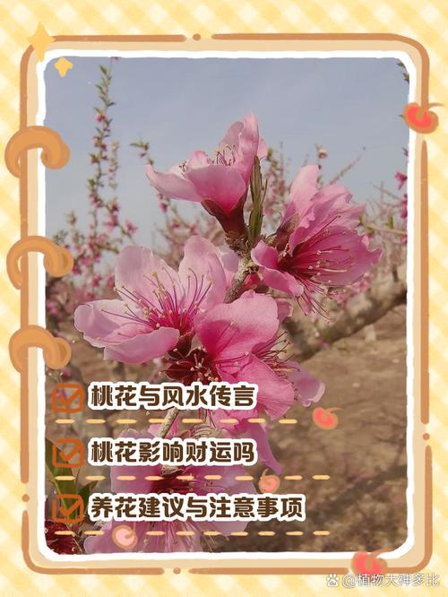 桃花养在家好不好，盆栽桃花怎么养？桃花盆栽如何养？-第6张图片-优品飞百科