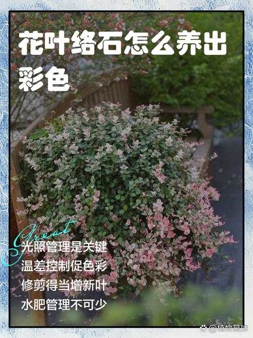 花叶络石的养殖方法，花叶络石的养殖方法?夏天怎么避免晒伤？-第1张图片-优品飞百科