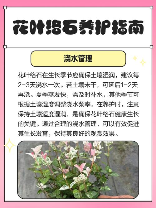 花叶络石的养殖方法，花叶络石的养殖方法?夏天怎么避免晒伤？-第2张图片-优品飞百科