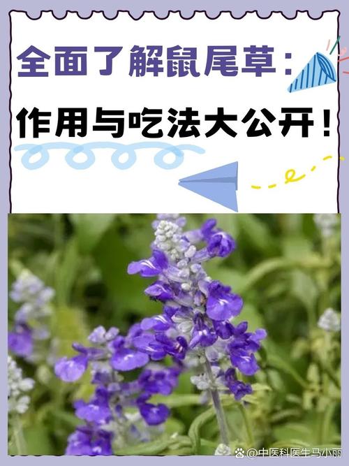 鼠尾草的其他作用，鼠尾草的其他作用有哪些-第1张图片-优品飞百科
