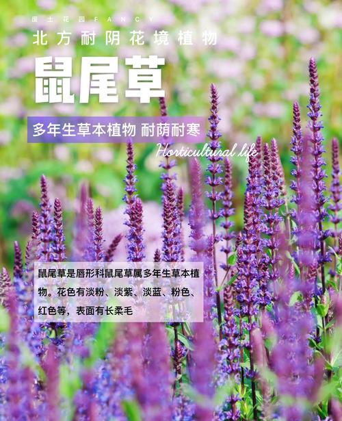 鼠尾草的其他作用，鼠尾草的其他作用有哪些-第2张图片-优品飞百科