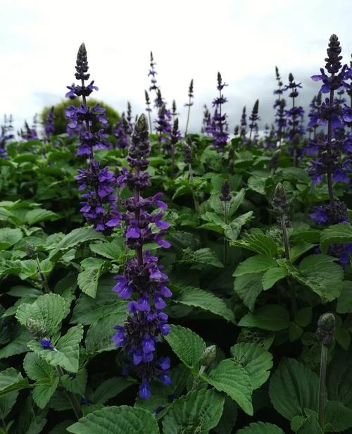 鼠尾草的其他作用，鼠尾草的其他作用有哪些-第3张图片-优品飞百科