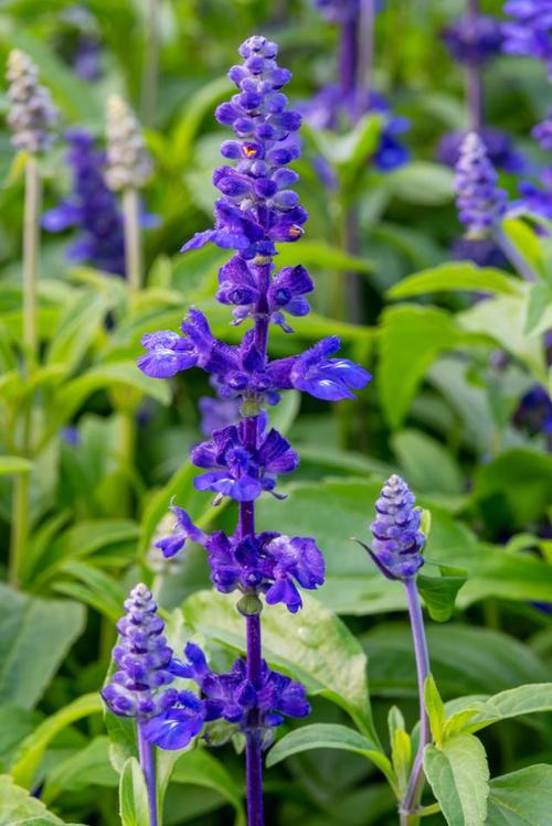 鼠尾草的其他作用，鼠尾草的其他作用有哪些-第4张图片-优品飞百科