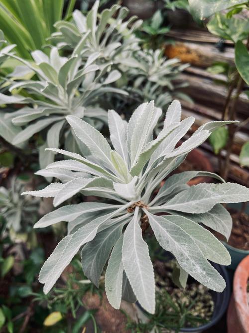 鼠尾草的其他作用，鼠尾草的其他作用有哪些-第5张图片-优品飞百科