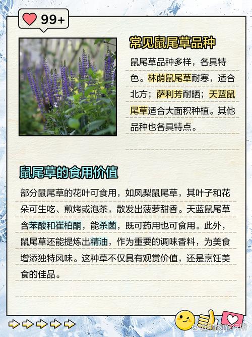 鼠尾草的其他作用，鼠尾草的其他作用有哪些-第6张图片-优品飞百科