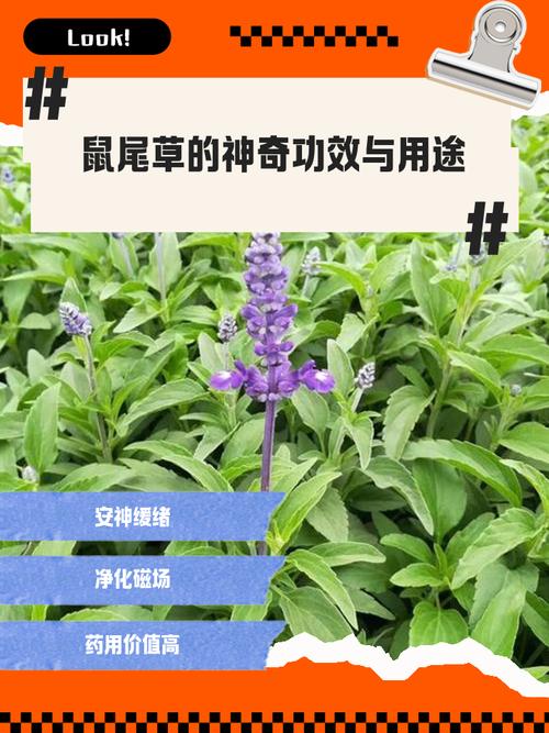 鼠尾草的其他作用，鼠尾草的其他作用有哪些-第7张图片-优品飞百科