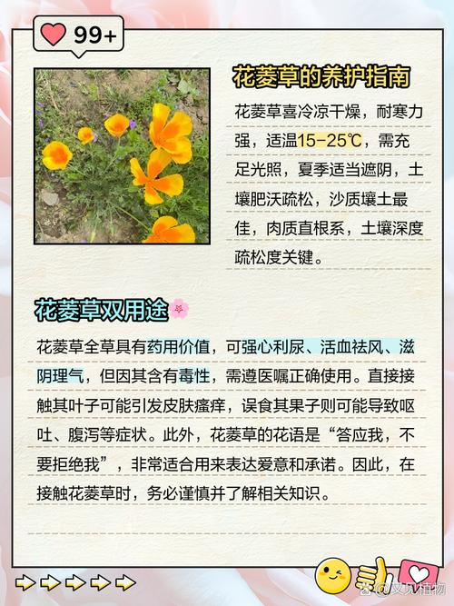 花菱草的主要价值，花菱草的主要价值有哪些-第1张图片-优品飞百科