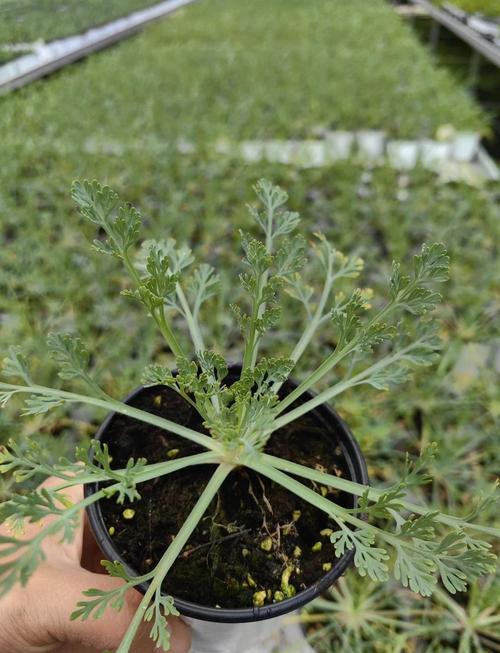 花菱草的主要价值，花菱草的主要价值有哪些-第2张图片-优品飞百科