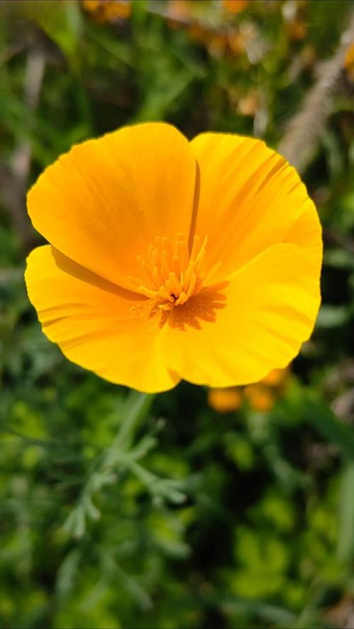 花菱草的主要价值，花菱草的主要价值有哪些-第3张图片-优品飞百科