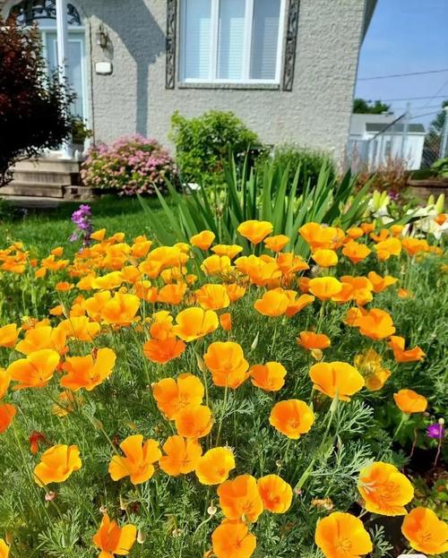 花菱草的主要价值，花菱草的主要价值有哪些-第4张图片-优品飞百科