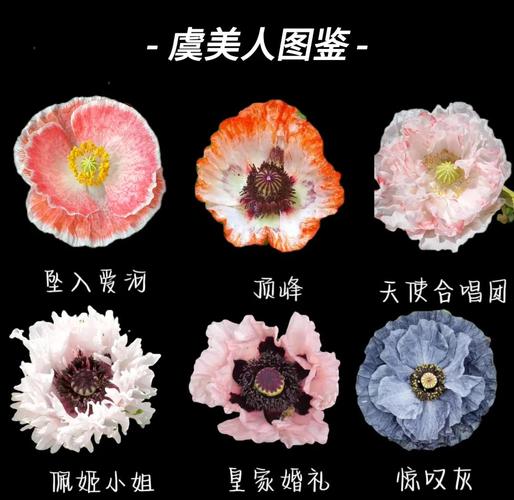 花菱草的主要价值，花菱草的主要价值有哪些-第5张图片-优品飞百科