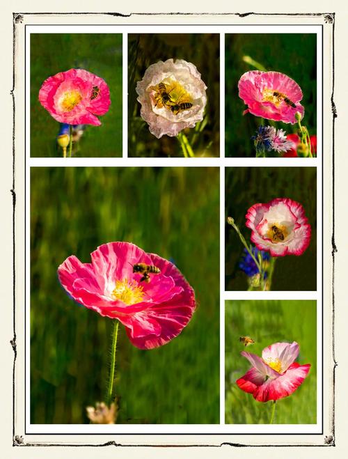 花菱草的主要价值，花菱草的主要价值有哪些-第6张图片-优品飞百科