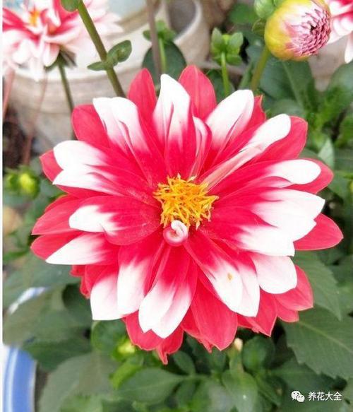 大丽花的风水作用，大丽花有风水禁忌吗？-第1张图片-优品飞百科