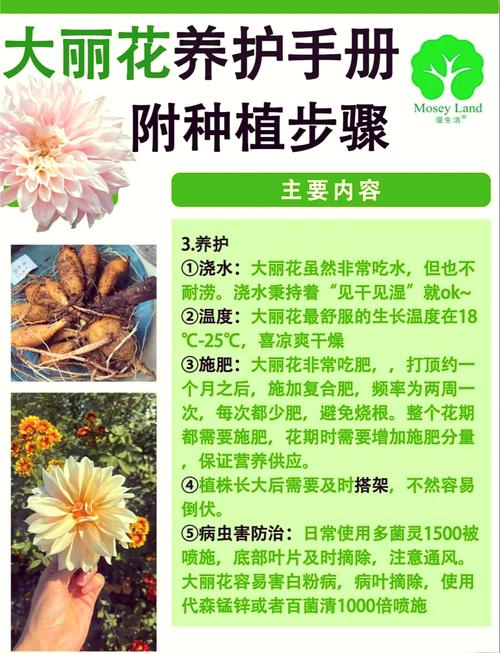 大丽花的风水作用，大丽花有风水禁忌吗？-第3张图片-优品飞百科