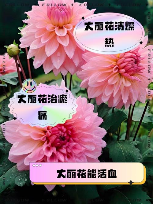 大丽花的风水作用，大丽花有风水禁忌吗？-第5张图片-优品飞百科