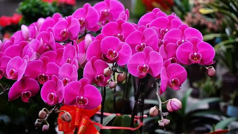 石嘴山适合养什么花，市花和市树是什么，石嘴山适合养老吗？-第1张图片-优品飞百科