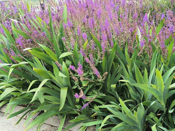 石嘴山适合养什么花，市花和市树是什么，石嘴山适合养老吗？-第2张图片-优品飞百科