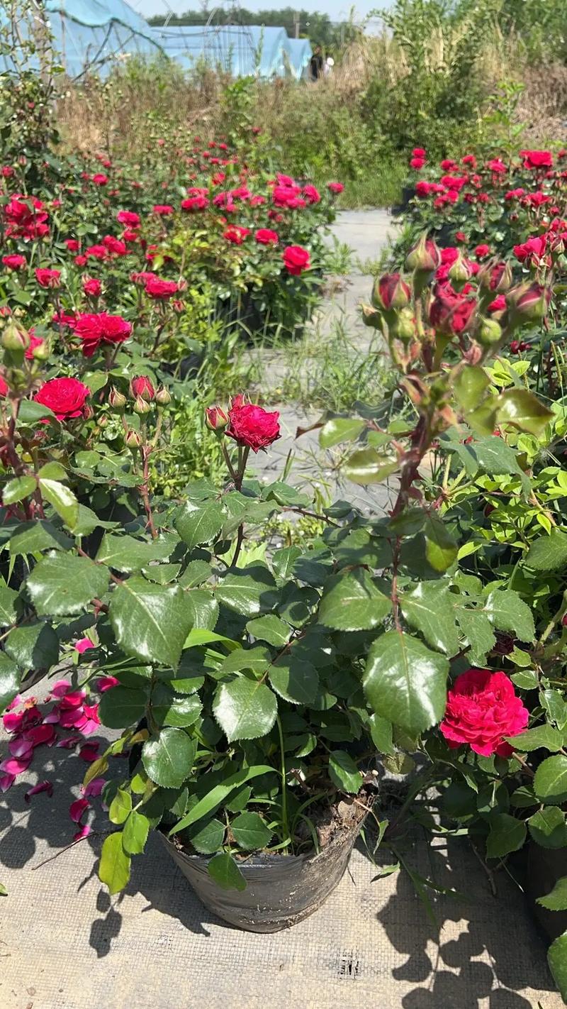 石嘴山适合养什么花，市花和市树是什么，石嘴山适合养老吗？-第3张图片-优品飞百科