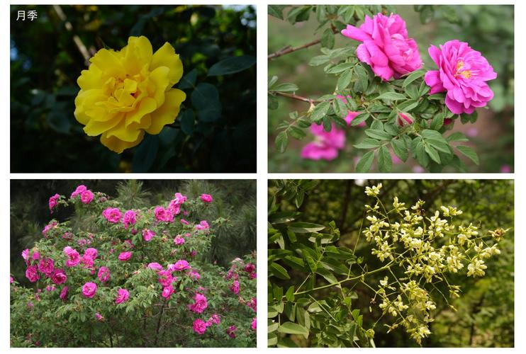 石嘴山适合养什么花，市花和市树是什么，石嘴山适合养老吗？-第5张图片-优品飞百科