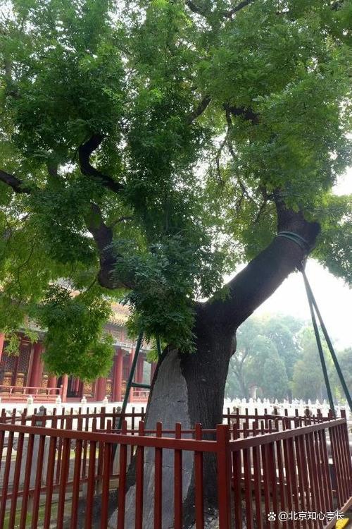 石嘴山适合养什么花，市花和市树是什么，石嘴山适合养老吗？-第4张图片-优品飞百科