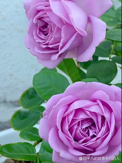 粉玫瑰代表什么意思，三朵粉玫瑰代表什么意思-第5张图片-优品飞百科