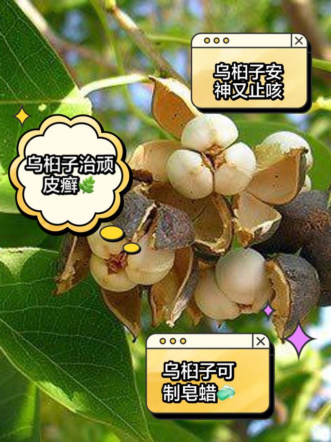 乌桕的功效与作用？乌桕叶的功效与主治？