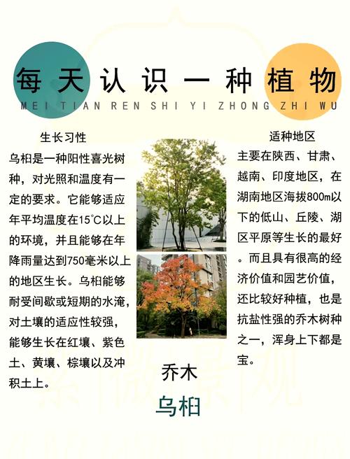 乌桕的功效与作用？乌桕叶的功效与主治？-第2张图片-优品飞百科