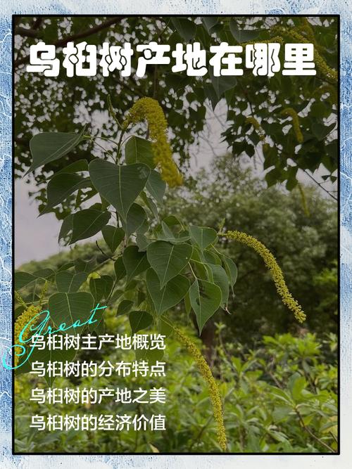 乌桕的功效与作用？乌桕叶的功效与主治？-第3张图片-优品飞百科