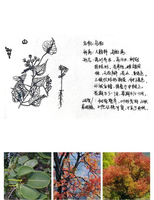 乌桕的功效与作用？乌桕叶的功效与主治？-第4张图片-优品飞百科