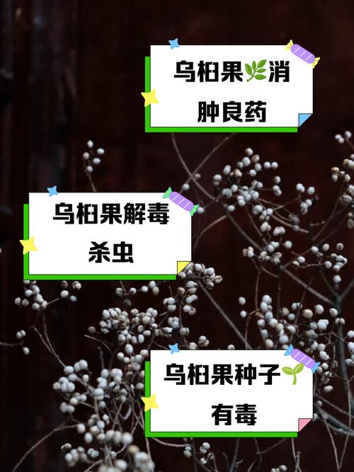 乌桕的功效与作用？乌桕叶的功效与主治？-第5张图片-优品飞百科