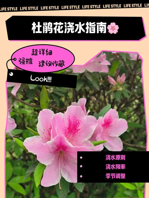 杜鹃花浇水的正确方法，冬天怎么管理？杜鹃花冬季怎样浇水？