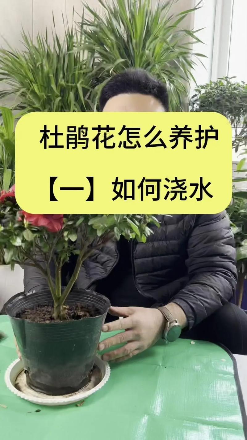 杜鹃花浇水的正确方法，冬天怎么管理？杜鹃花冬季怎样浇水？-第2张图片-优品飞百科