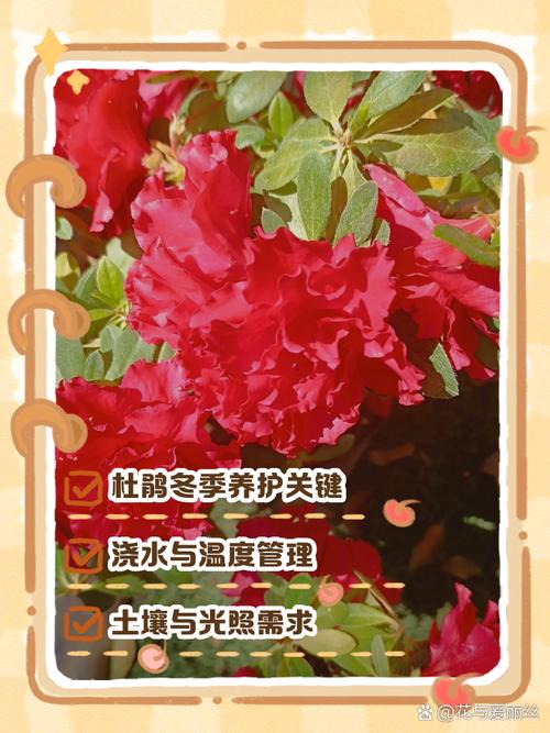 杜鹃花浇水的正确方法，冬天怎么管理？杜鹃花冬季怎样浇水？-第5张图片-优品飞百科