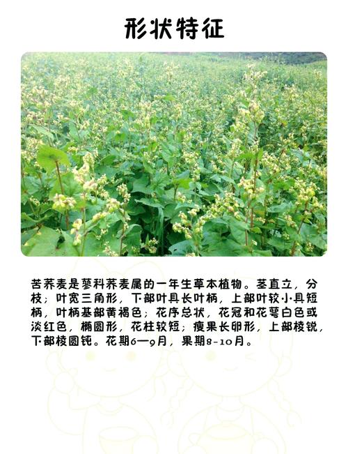 苦荞麦的养殖方法，苦荞麦的种植方法？