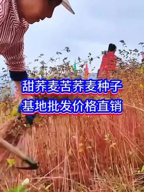苦荞麦的养殖方法，苦荞麦的种植方法？-第3张图片-优品飞百科