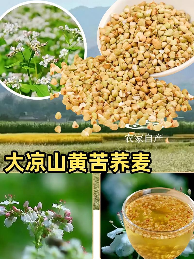 苦荞麦的养殖方法，苦荞麦的种植方法？-第5张图片-优品飞百科