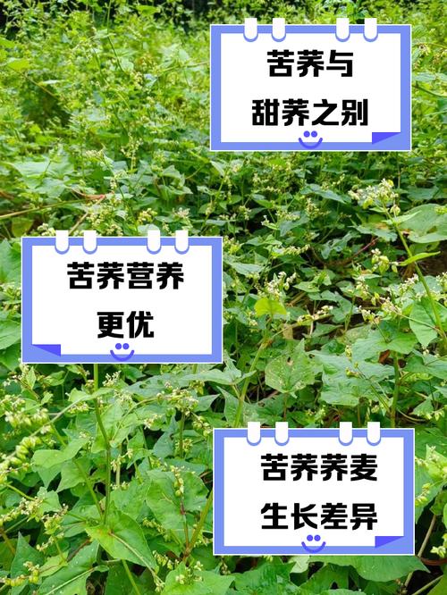 苦荞麦的养殖方法，苦荞麦的种植方法？-第7张图片-优品飞百科