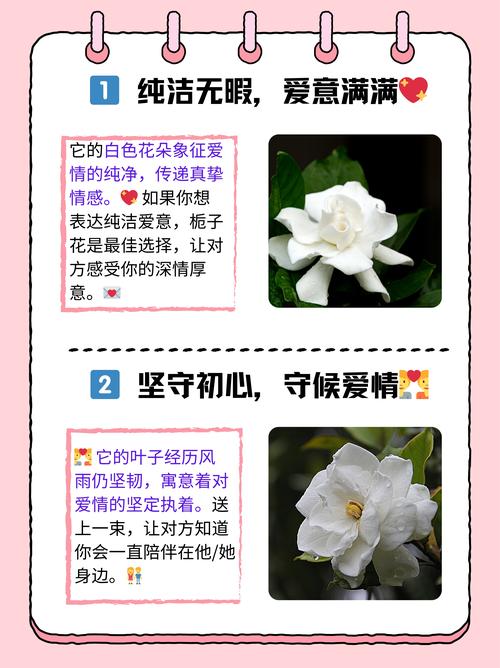 栀子花的花语是什么？绿色栀子花的花语是什么？