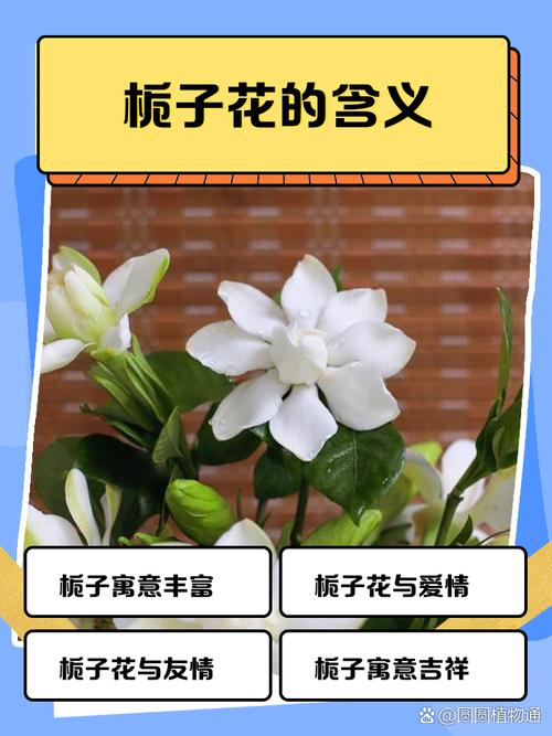 栀子花的花语是什么?绿色栀子花的花语是什么?-第5张图片-优品飞百科 栀子花的花语是什么?绿色栀子花的花语是什么?-第5张图片-优品飞百科