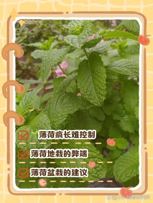 薄荷有几种，哪种薄荷不能吃，薄荷有几种,哪种薄荷不能吃的-第1张图片-优品飞百科