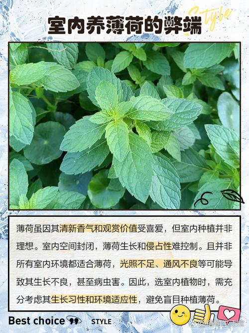 薄荷有几种，哪种薄荷不能吃，薄荷有几种,哪种薄荷不能吃的-第2张图片-优品飞百科