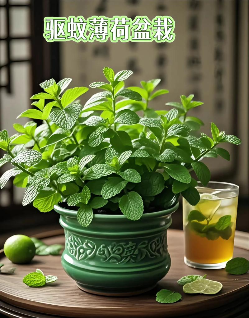 薄荷有几种，哪种薄荷不能吃，薄荷有几种,哪种薄荷不能吃的-第4张图片-优品飞百科