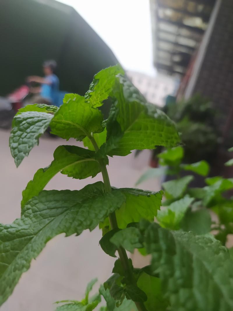 薄荷有几种，哪种薄荷不能吃，薄荷有几种,哪种薄荷不能吃的-第6张图片-优品飞百科