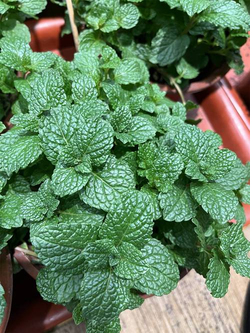 薄荷有几种，哪种薄荷不能吃，薄荷有几种,哪种薄荷不能吃的-第7张图片-优品飞百科
