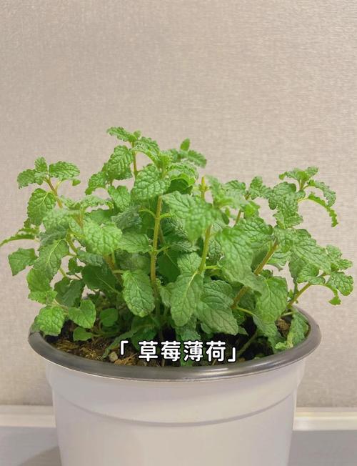 薄荷有几种，哪种薄荷不能吃，薄荷有几种,哪种薄荷不能吃的-第8张图片-优品飞百科