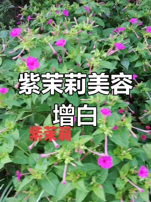 紫茉莉怎么美白？紫茉莉怎么美白皮肤？-第1张图片-优品飞百科