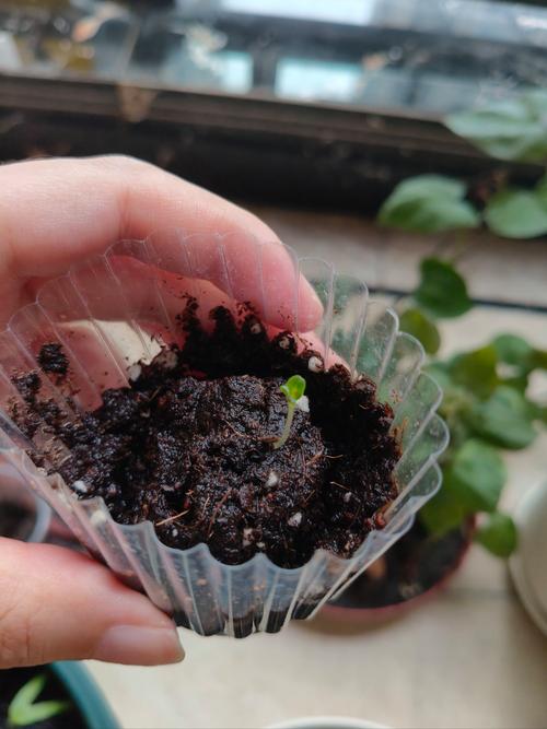 紫茉莉怎么美白？紫茉莉怎么美白皮肤？-第4张图片-优品飞百科