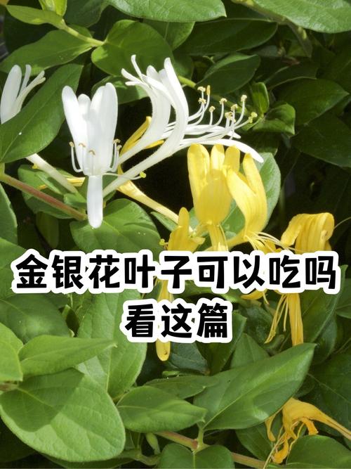 金银花叶子可以泡水喝吗，叶子泡水的功效与作用？金银花的叶子泡水喝有什么好的效果？
