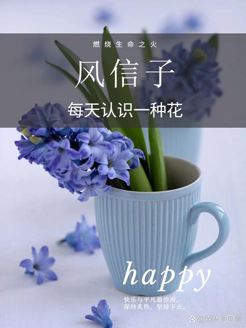 风信子与生日花，风信子花的花期-第2张图片-优品飞百科